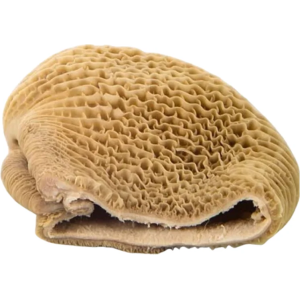 Fresh Honeycomb Beef Tripe - Shaki for Soups & Stews - 1 kg
