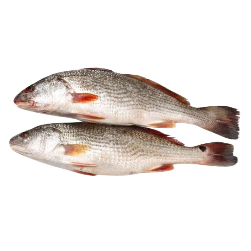 Premium Fresh Frozen Croaker Fish (1 kg) - Ideal for Grilling & Frying