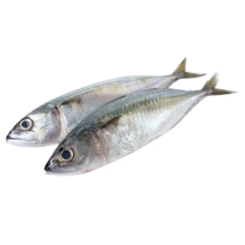 Fresh Atlantic Mackerel Fish (1 kg ) - Rich in Omega-3 & Flavorful
