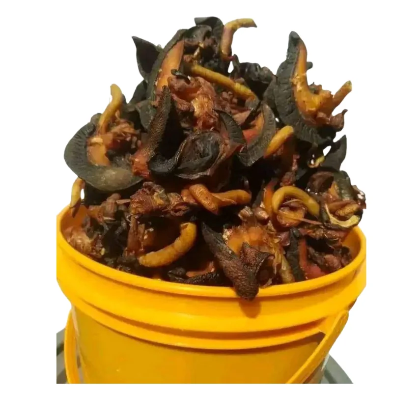 Dried Giant African Snail – Cleaned, Oven-Dried & Protein-Rich Delicacy